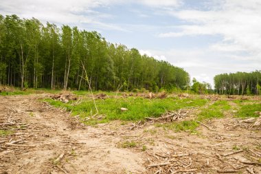View of the cleared forest. A view of the bare earth, where there used to be poplar trees. Planned deforestation.
