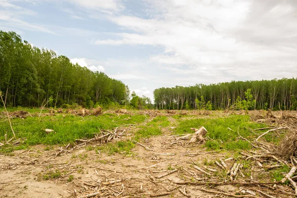 Temiz ormanın manzarası. Eskiden kavak ağaçlarının olduğu çıplak dünya manzarası. Planlanmış orman tahribatı.