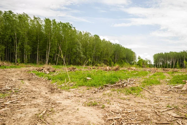 Temiz ormanın manzarası. Eskiden kavak ağaçlarının olduğu çıplak dünya manzarası. Planlanmış orman tahribatı.