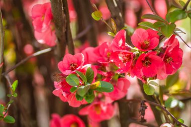 Bahar mevsiminde güneşli bir günde çiçek açan Japon ayva çiçekleri.