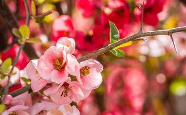 Bahar mevsiminde güneşli bir günde çiçek açan Japon ayva çiçekleri.