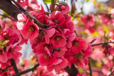 Bahar mevsiminde güneşli bir günde çiçek açan Japon ayva çiçekleri.