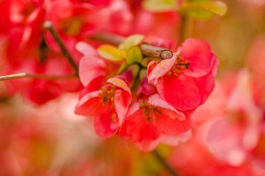 Bahar mevsiminde güneşli bir günde çiçek açan Japon ayva çiçekleri.