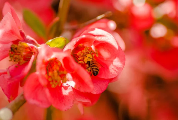 Rode Bloemen Van Bloeiende Japanse Kweepeer Het Voorjaar Een Zonnige — Stockfoto