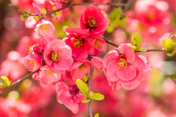 Bahar mevsiminde güneşli bir günde çiçek açan Japon ayva çiçekleri.