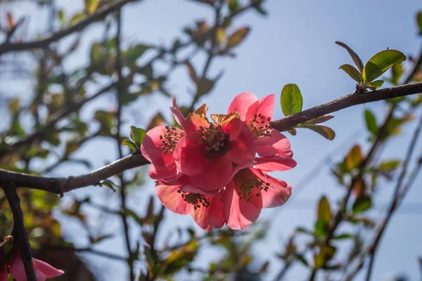 Flori Roșii Gutui Japonez Înflorit Sezonul Primăvară Într Însorită — Fotografie, imagine de stoc