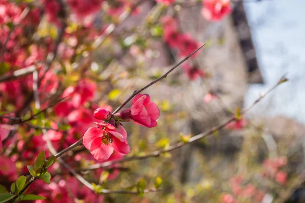 Red Flowers Blooming Japanese Quince Spring Season Sunny Day — Stock Photo, Image