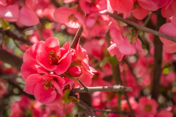 Bahar mevsiminde güneşli bir günde çiçek açan Japon ayva çiçekleri.