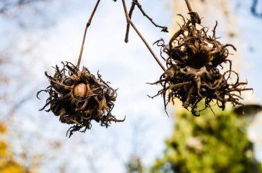 Novi Sad, Sırbistan - 23 Kasım 2020: Novi Sad 'daki National City Park' taki ağaç dalları üzerinde olgunlaşmış fındık.