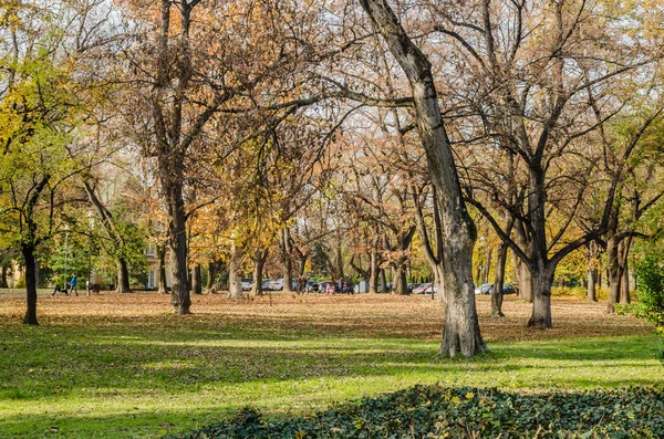 Novi Sad, Sırbistan - 23 Kasım 2020: Novi Sad 'daki Ulusal Şehir Parkı' nın manzarası.