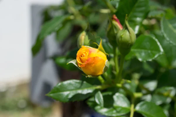 Beautiful Orange Rose Flower Bud Blooming Green Leaves Plant Growing — Stock Photo, Image