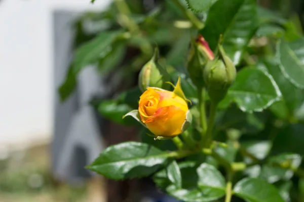 Beautiful Orange Rose Flower Bud Blooming Green Leaves Plant Growing — Stock Photo, Image
