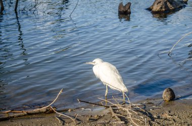 Beyaz balıkçıl bataklığın kıyısında suyun yanında duruyor..