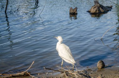 Beyaz balıkçıl bataklığın kıyısında suyun yanında duruyor..