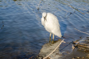 Beyaz balıkçıl bataklığın kıyısında suyun yanında duruyor..