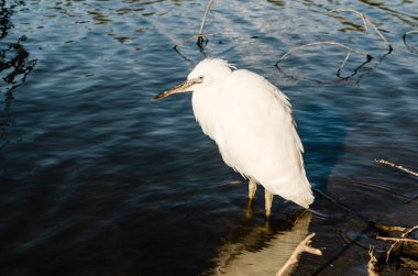 Beyaz balıkçıl bataklığın kıyısında suyun yanında duruyor..