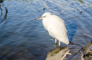 Beyaz balıkçıl bataklığın kıyısında suyun yanında duruyor..