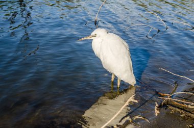 Beyaz balıkçıl bataklığın kıyısında suyun yanında duruyor..