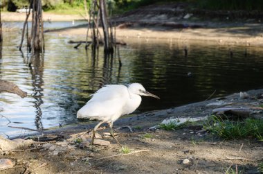 Beyaz balıkçıl bataklığın kıyısında suyun yanında duruyor..