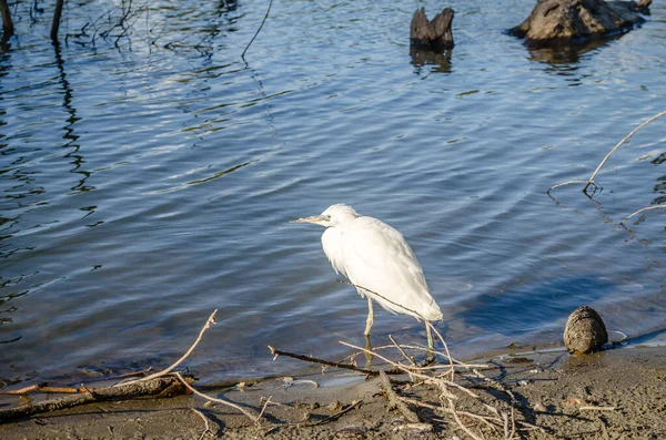 Beyaz balıkçıl bataklığın kıyısında suyun yanında duruyor..
