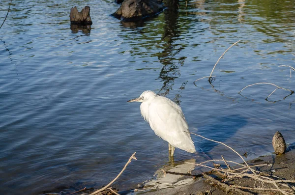 White Heron Stands Water Shore Swamp — ストック写真