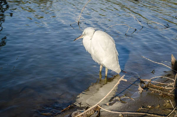 White Heron Stands Water Shore Swamp — Stockfoto