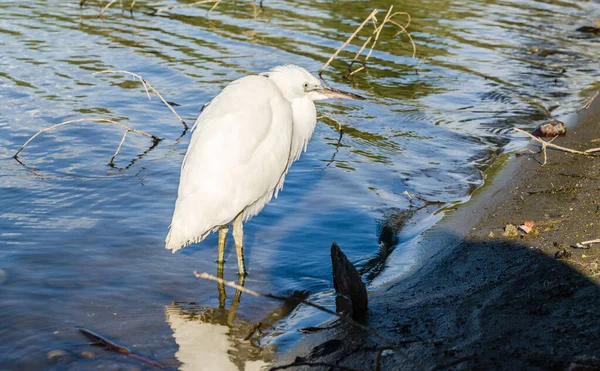 White Heron Stands Water Shore Swamp — Fotografia de Stock