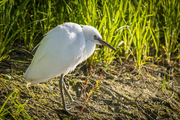 Der Weiße Reiher Steht Ufer Des Sumpfes — Stockfoto