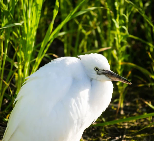 White Heron Stands Water Shore Swamp — Foto de Stock