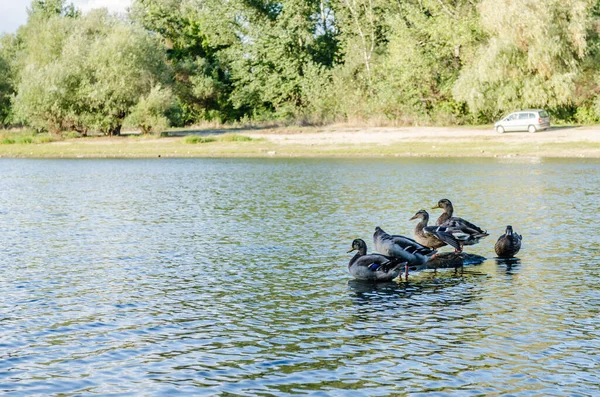 Aves Acuáticas Ild Patos Cerca Hábitat Entorno Natural Para Vida —  Fotos de Stock