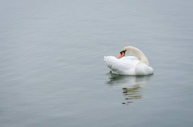 Sodros Ulusal Parkı 'nın soğuk sularında yıkanan Kuğu, Novi Sad.