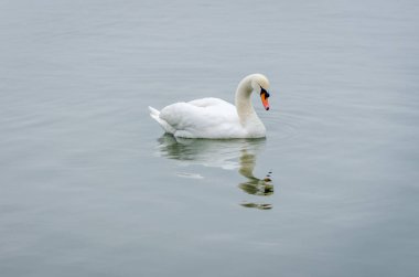 Sodros Ulusal Parkı 'nın soğuk sularında yıkanan Kuğu, Novi Sad.