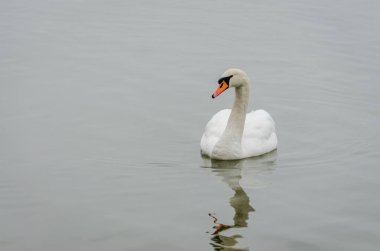 Sodros Ulusal Parkı 'nın soğuk sularında yıkanan Kuğu, Novi Sad.