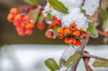 Orange fruits of scarlet firethorn - latin name Pyracantha coccinea in the garden.