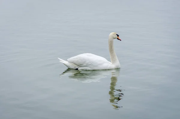 Swan Bathe Cold Water Sodros National Park Novi Sad — 图库照片
