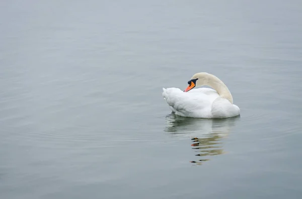 Swan Bathe Cold Water Sodros National Park Novi Sad — Foto de Stock