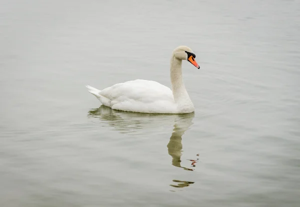 Swan Bathe Cold Water Sodros National Park Novi Sad — 图库照片