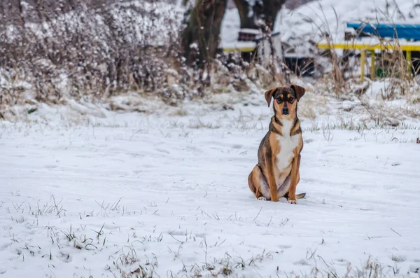 Άποψη Ενός Αδέσποτου Σκύλου Στο Χιόνι Στο Εθνικό Πάρκο — Φωτογραφία Αρχείου