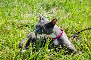 Yeşil taze çimlerde pembe yakalı genç gri bir kedinin portresi.