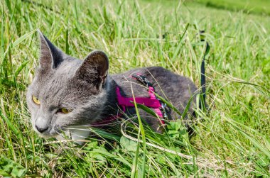 Yeşil taze çimlerde pembe yakalı genç gri bir kedinin portresi.