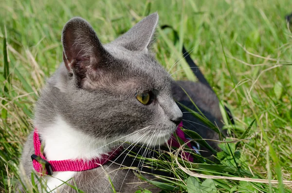 Yeşil Taze Çimlerde Pembe Yakalı Genç Gri Bir Kedinin Portresi — Stok fotoğraf
