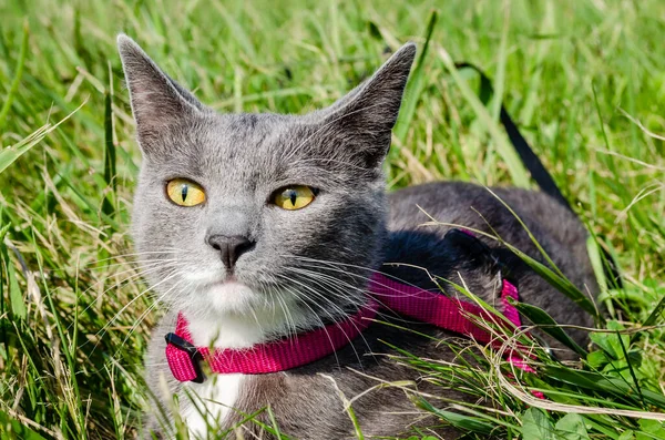 Portrait Young Gray Cat Pink Collar Green Fresh Grass — Stock Photo, Image
