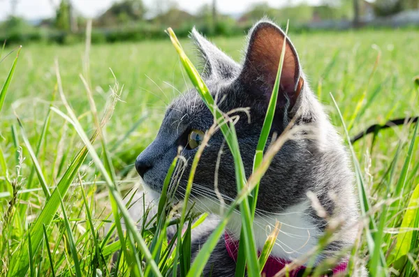Portrait Young Gray Cat Pink Collar Green Fresh Grass — стоковое фото