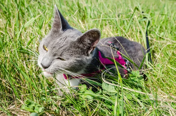 Portrait Young Gray Cat Pink Collar Green Fresh Grass —  Fotos de Stock