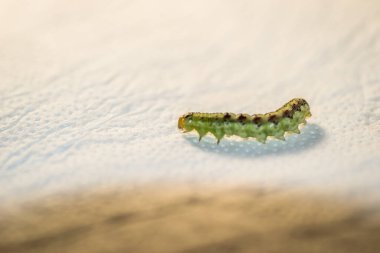 Beyaz kağıt üzerinde yeşil tırtıl, yakın plan..