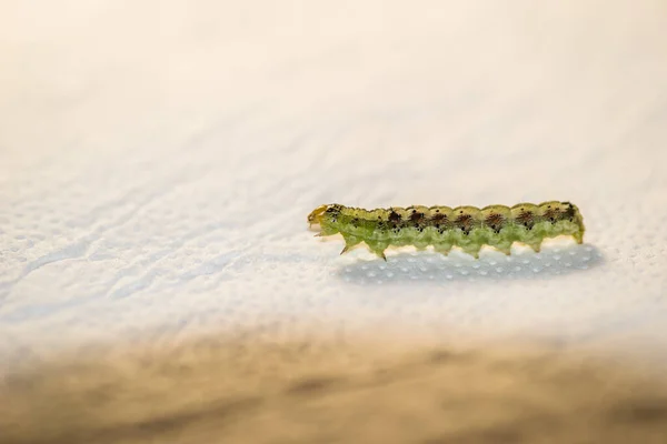 Green Caterpillar White Paper Close — Stock Fotó