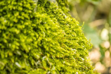 Kavak ağacındaki yeşil yosunlar, yaz güneşiyle aydınlanıyor..