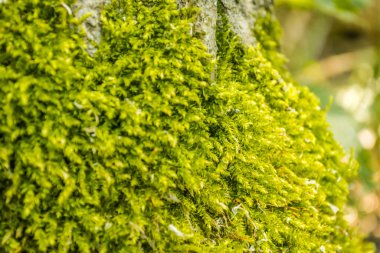 Kavak ağacındaki yeşil yosunlar, yaz güneşiyle aydınlanıyor..