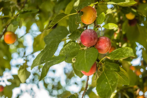 Ağaçların tepesinde olgun, yabani erikler, ağaçların dallarında yeşil yapraklarla kaplı yabani eriklerin meyveleri..