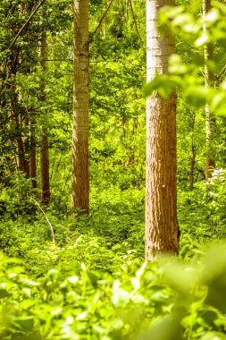 Green young forest illuminated by the sun along the Danube river in the summer period of the year.